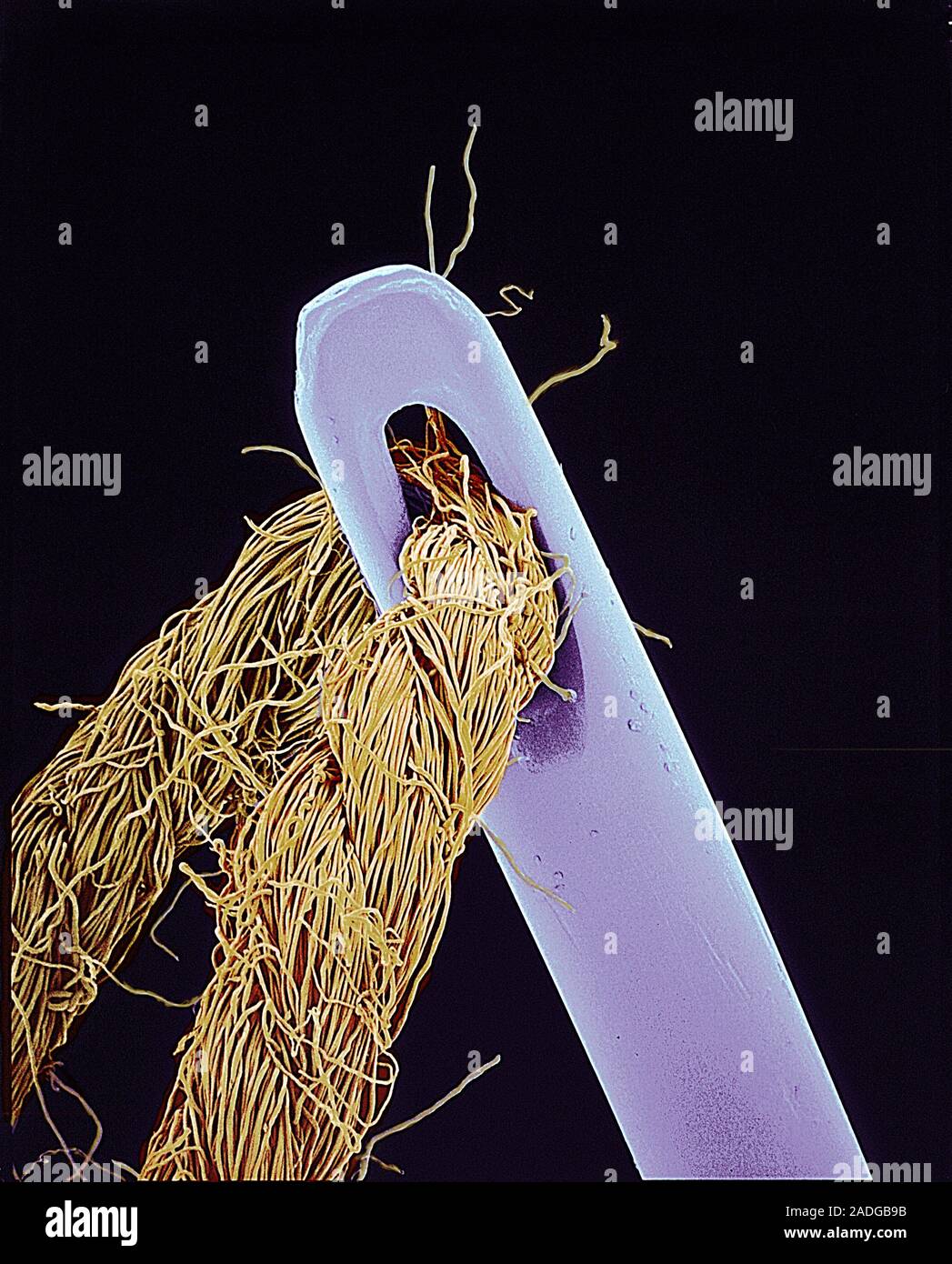 Aiguille et fil. Couleur de l'analyse des électrons Microphotographie (SEM) de fil passé par le chas d'une aiguille. Grossissement : x18 à 6x7cm. Banque D'Images