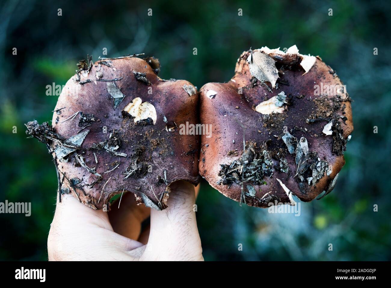 Libre d'un jeune homme de race blanche avec deux champignons chevalier jaune, également connu sous le nom de l'homme à cheval, dans sa main, fraîchement cueilli dans une forêt Banque D'Images