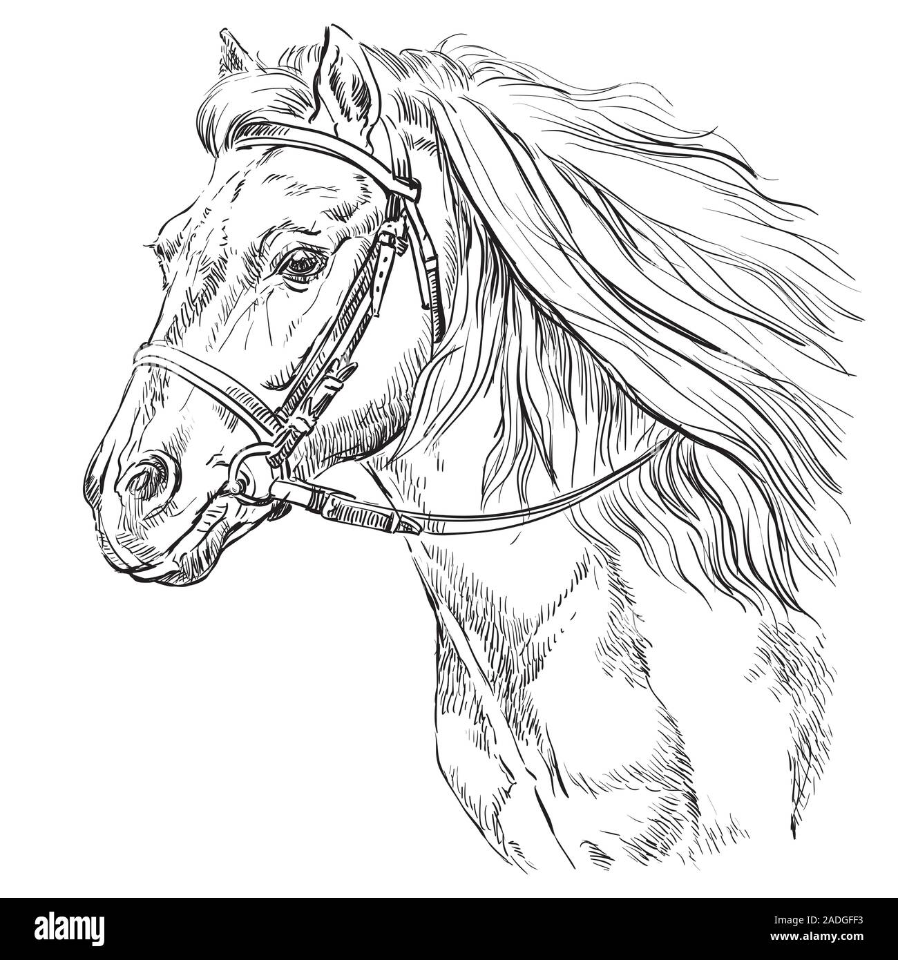 Portrait de cheval avec bride. Tête de cheval avec une longue crinière dans le profil en couleur noir isolé sur fond blanc. Vector illustration dessin à la main. Retro Illustration de Vecteur