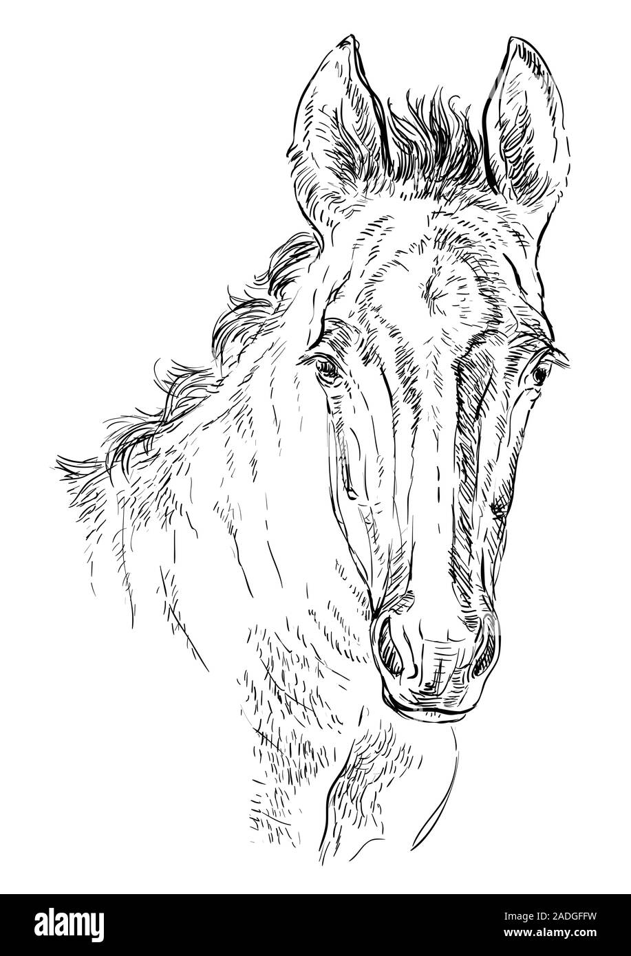 Cute woman portrait. Young Pony head en couleur noir isolé sur fond blanc. Vector illustration dessin à la main. Portrait style rétro de poney. Illustration de Vecteur