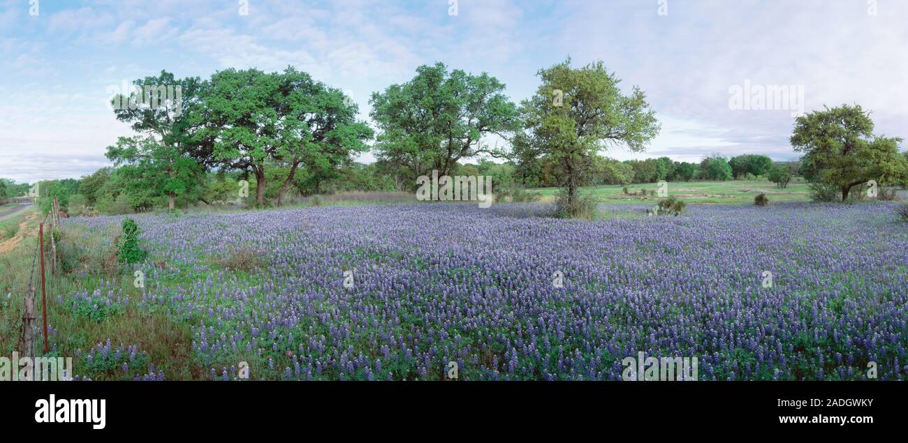 Domaine de fleurs Bluebonnet, Texas, États-Unis Banque D'Images