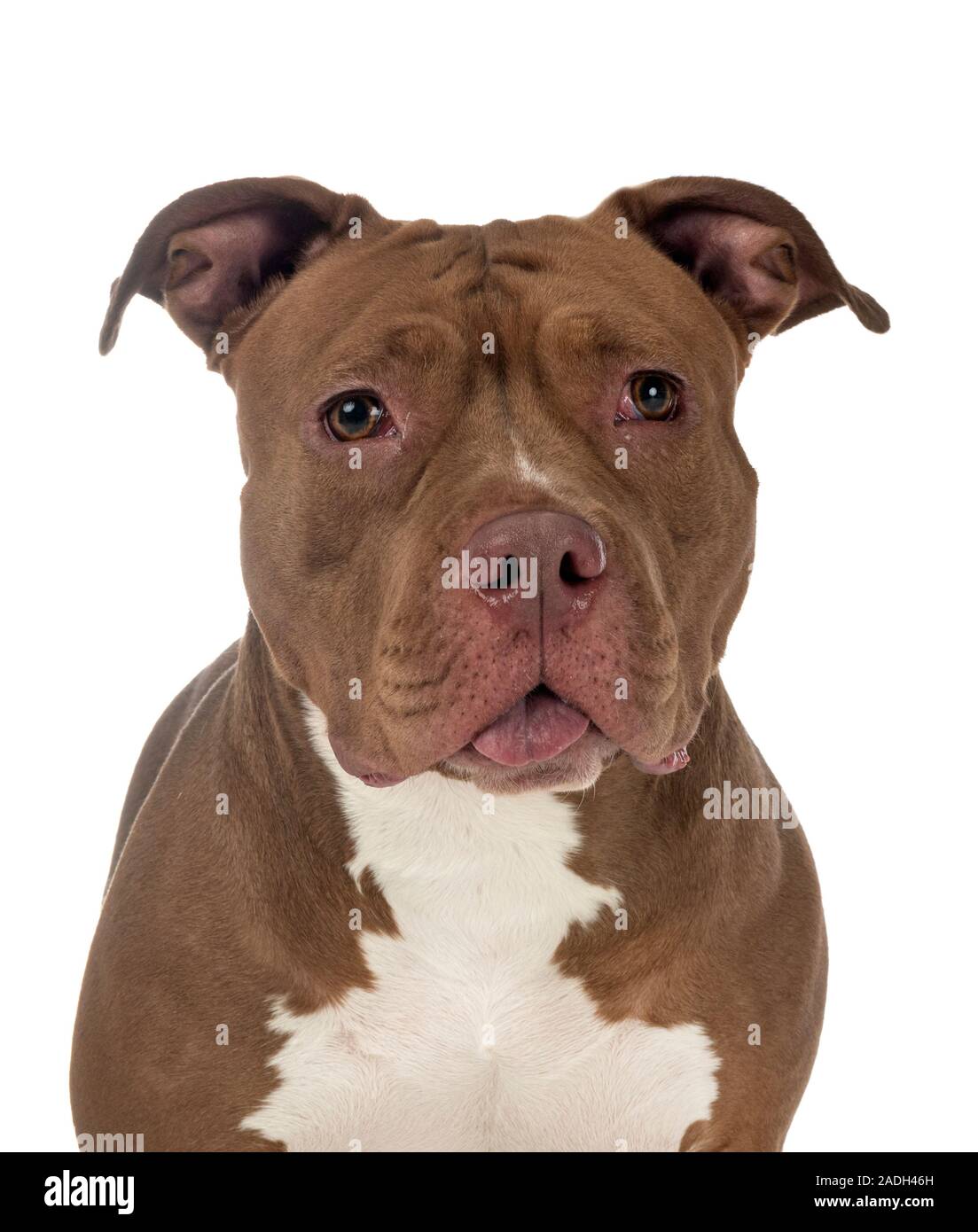 American bully in front of white background Banque D'Images