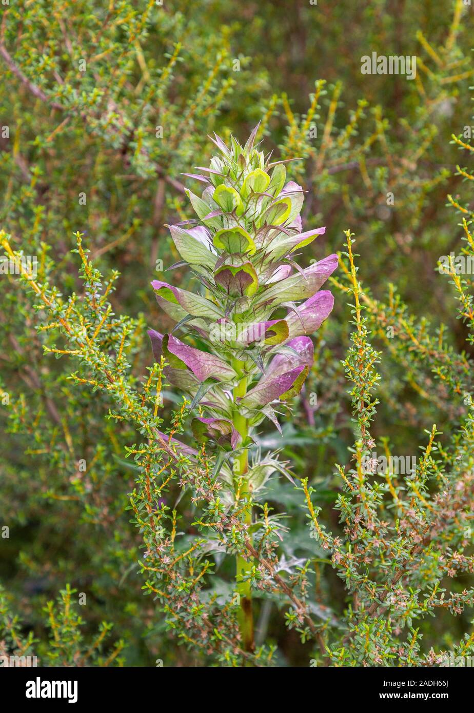 Acanthus spinosus Banque D'Images