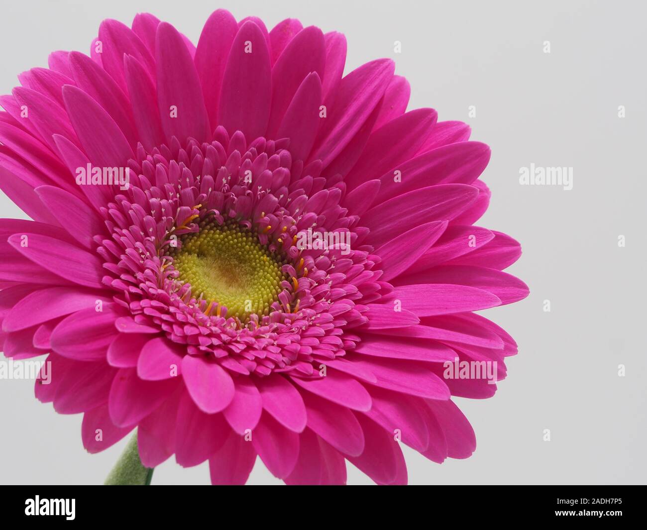 Close up of pink daisy Banque D'Images