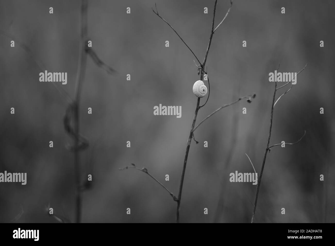 Blanc coquille d'escargot sur une branche dans le jardin, photo nb. Banque D'Images