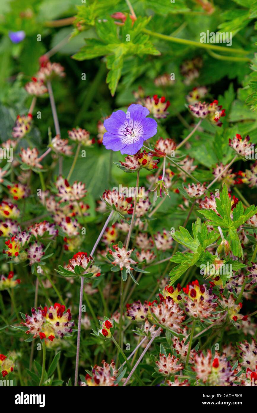 Geranium 'Rozanne' Avec Anthyllis vulneraria var. coccinea Banque D'Images