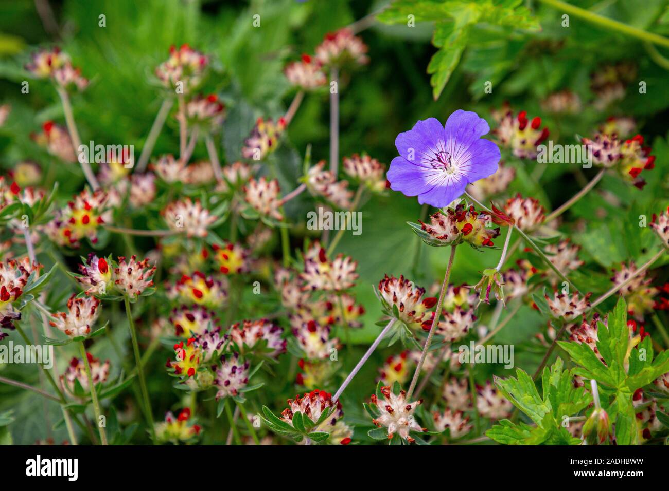 Geranium 'Rozanne' Avec Anthyllis vulneraria var. coccinea Banque D'Images