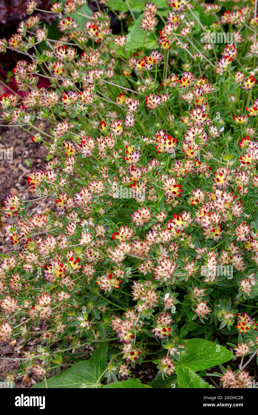 Anthyllis vulneraria var. coccinea Banque D'Images