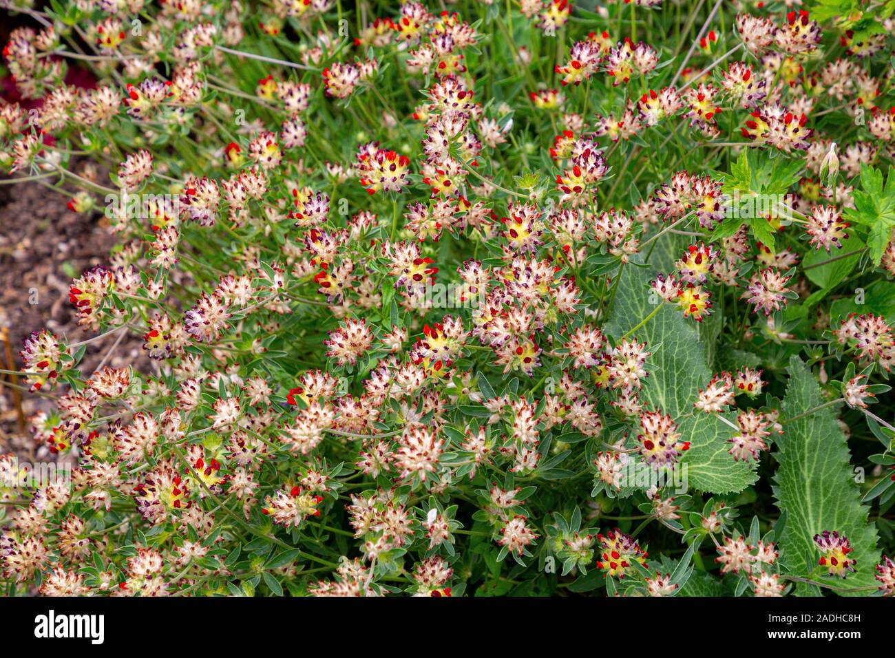 Anthyllis vulneraria var. coccinea Banque D'Images