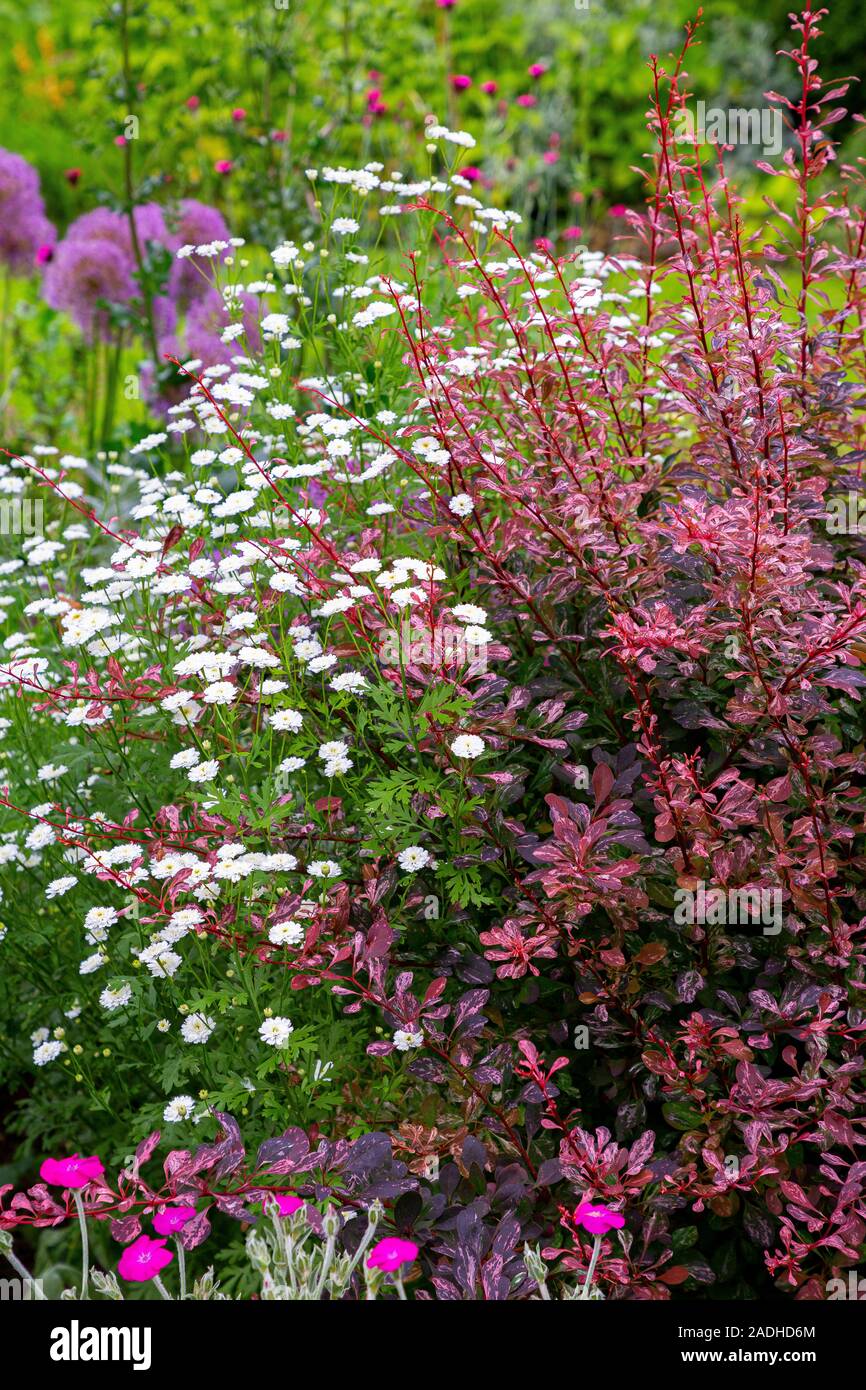 Tanacetum parthenium avec Berberis thunbergii f. atropurpurea 'Rose Glow' Banque D'Images