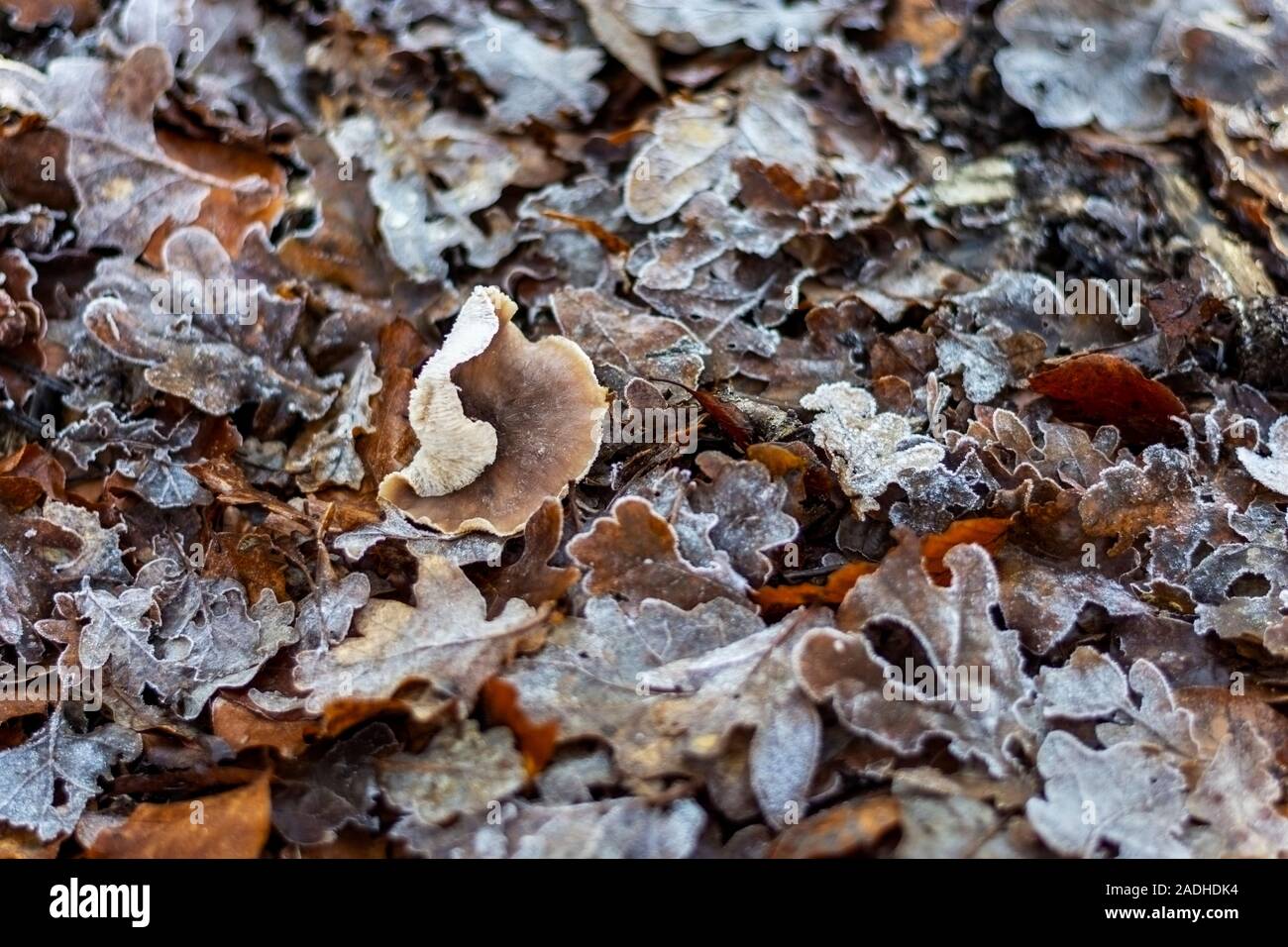 Les feuilles en décomposition sur un plancher de bois avec un champignon poussant parmi eux Banque D'Images