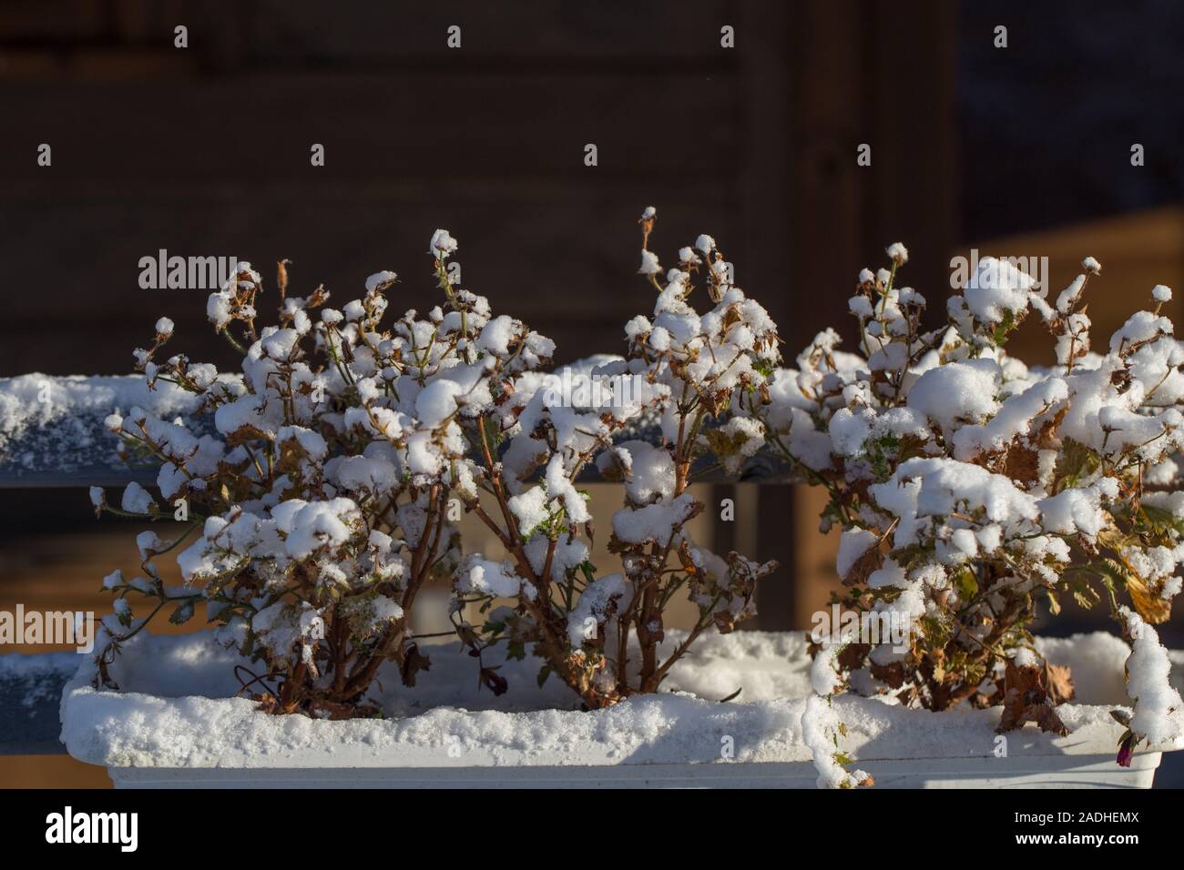 Branches couvertes de neige. Paysage d'hiver avec la neige. La neige tombait sur les feuilles Banque D'Images