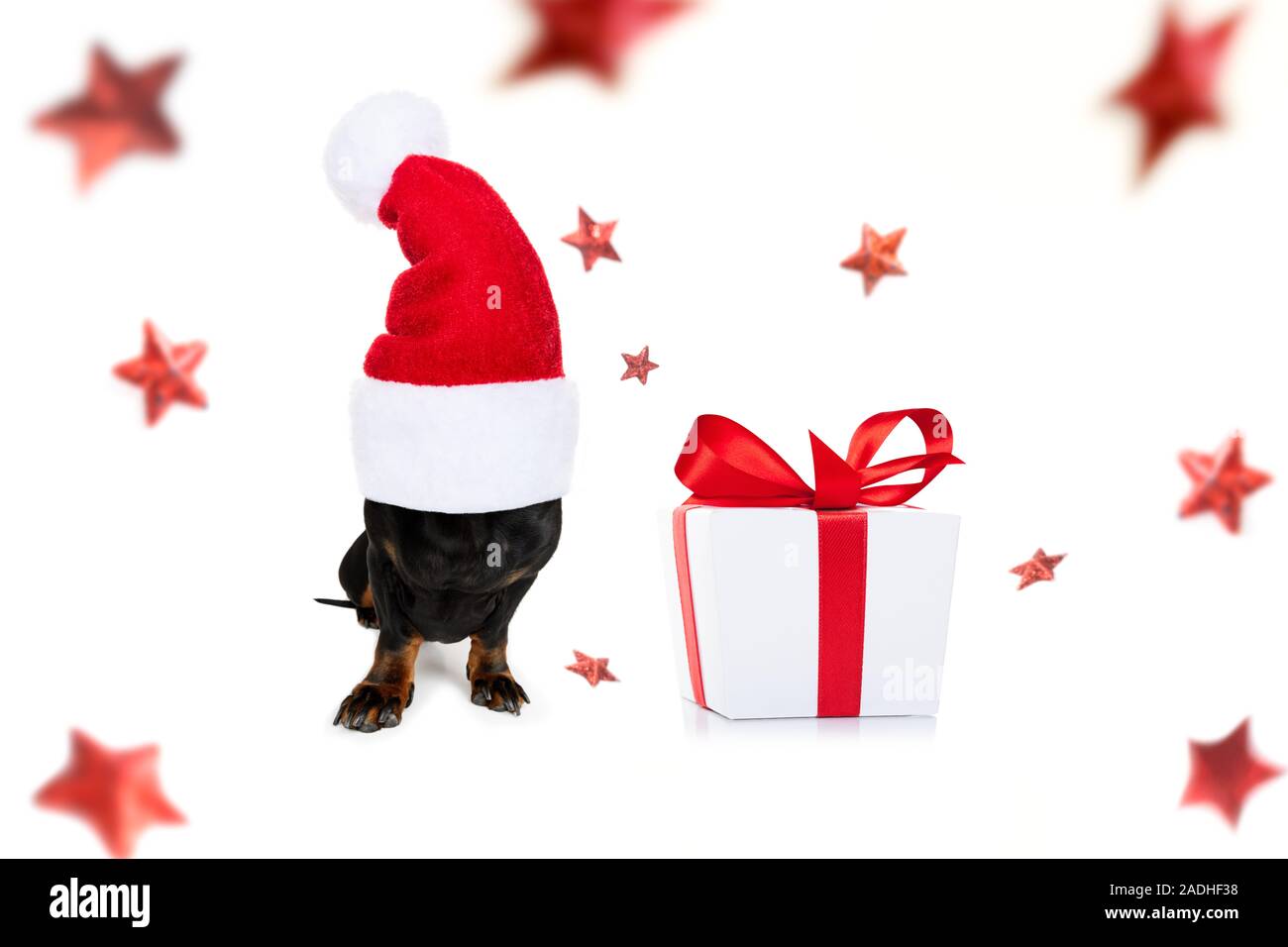 Noël père teckel chien saucisse comme une saison de vacances surprise d'un cadeau ou présent fort avec red hat , isolé sur fond blanc wit Banque D'Images