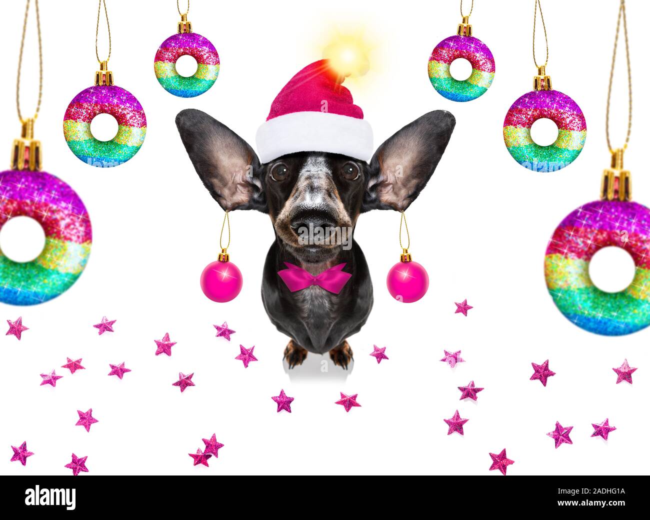 Gay lgbt dachshund dog en père Noël pour les vacances de Noël balles baubles hanging Banque D'Images