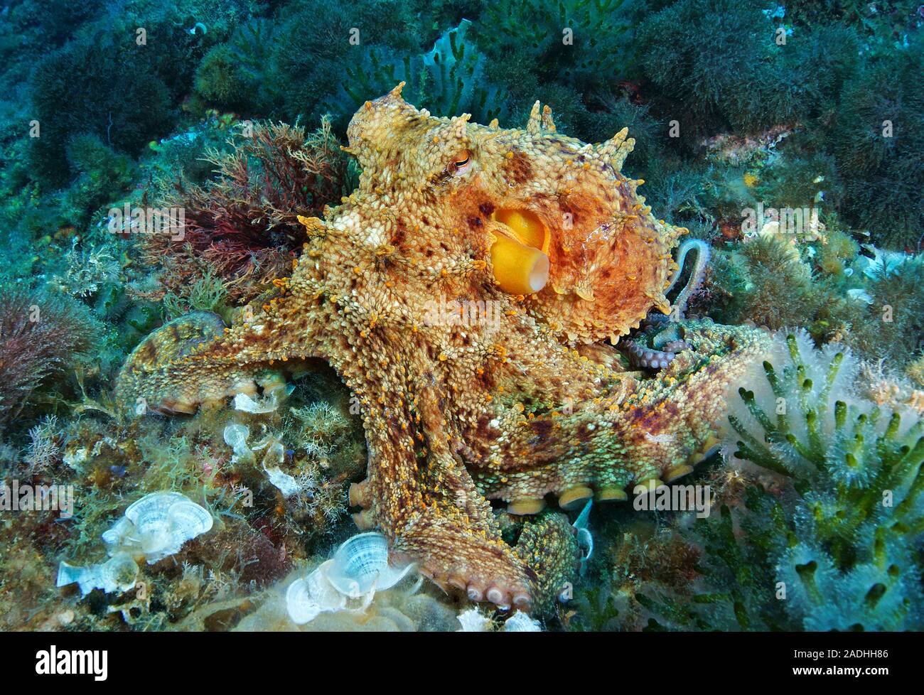 Poulpe commun (Octopus vulgaris), Majorque, îles Baléares, Espagne Banque D'Images