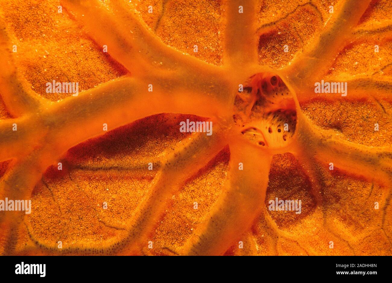 (Spirastrella cunctatrix éponge rouge), close-up, Majorque, îles Baléares, Espagne Banque D'Images