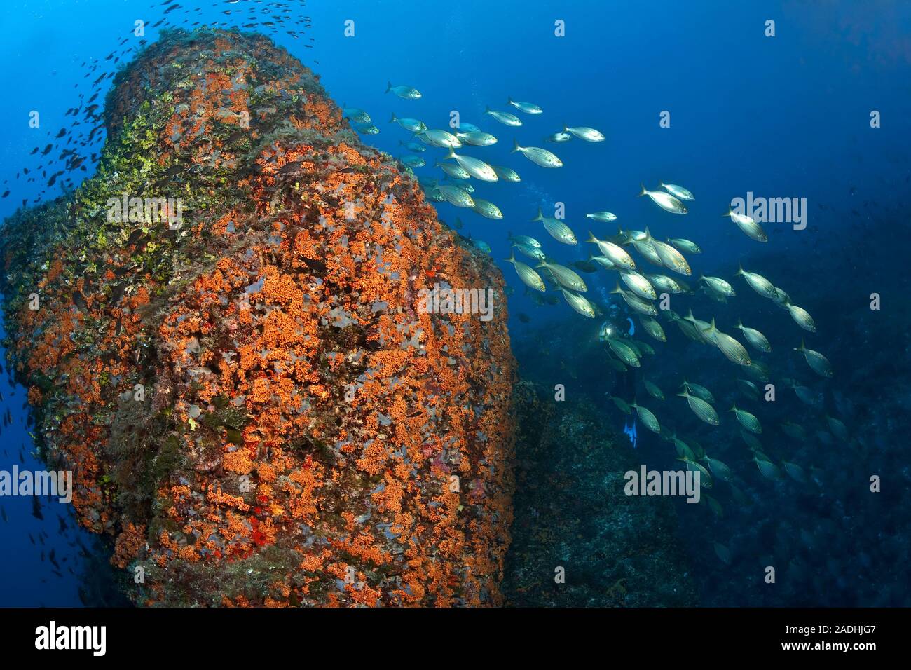 Un groupe gc (Sarpa salpa) à un gros rocher couvert de cluster jaune Parazoanthus axinellae (anémones), Dragonera, Sant Elm, Mallorca, Espagne Banque D'Images