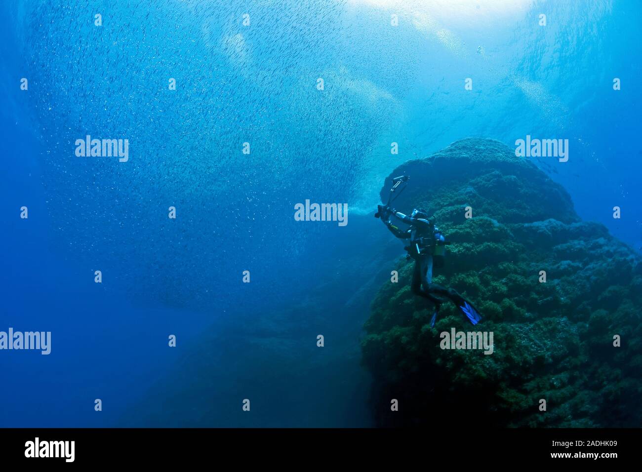 Photos de plongée sous marine d'une grande école de sardines à marine park Dragonera, Sant Elm, Majorque, îles Baléares, Espagne Banque D'Images