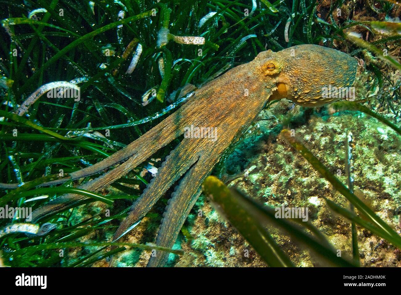 Poulpe commun (Octopus vulgaris) dans les algues, le parc marin Dragonera, Sant Elm, Majorque, îles Baléares, Espagne Banque D'Images