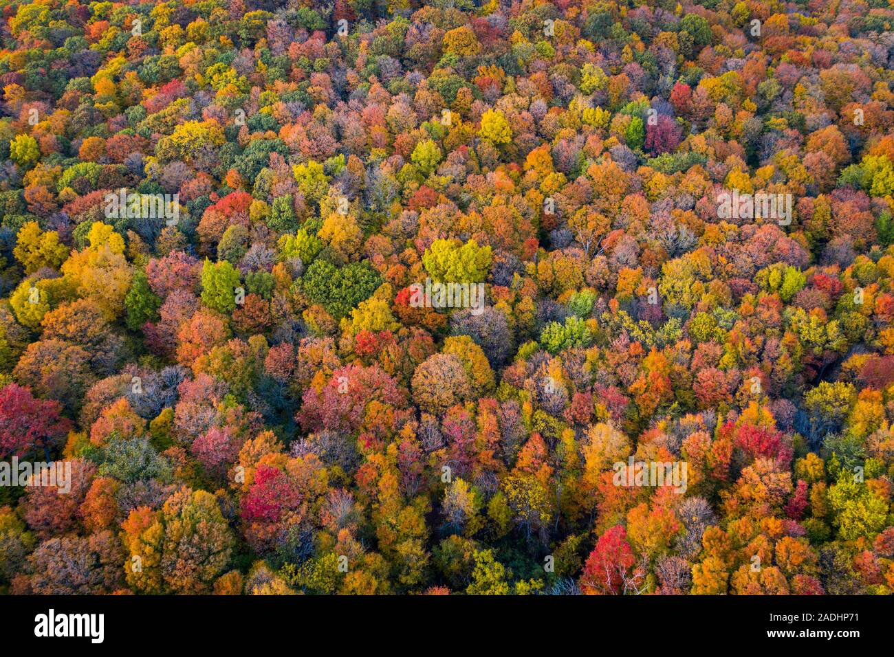 Vue aérienne de belles couleurs d'automne forêt Banque D'Images