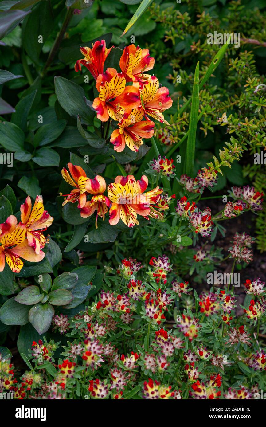 L'Alstroemeria avec Anthyllis vulneraria var. coccinea Banque D'Images