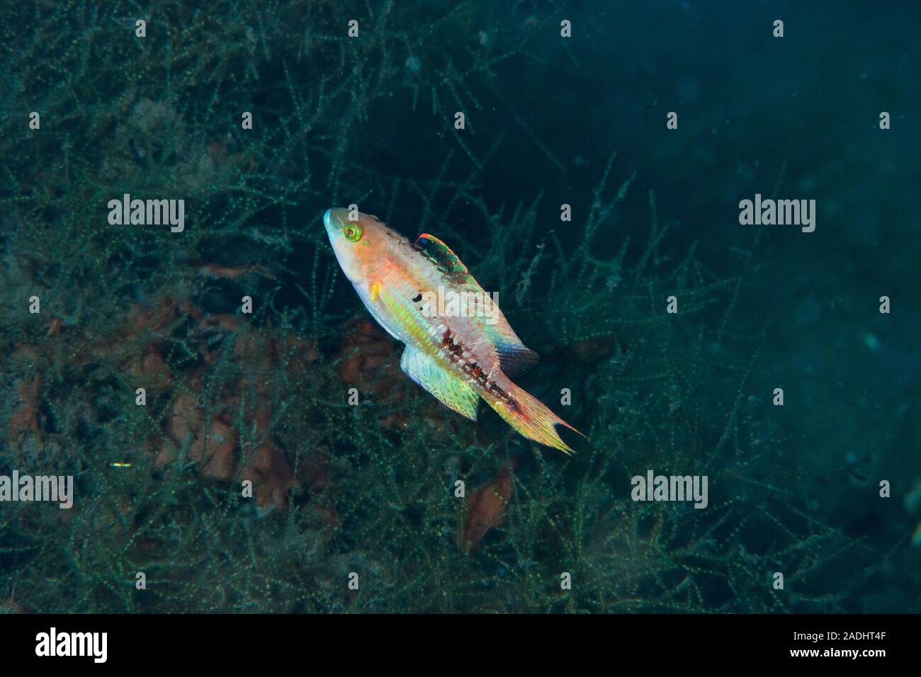 Petit Maori Wrasse Cheilinus bimaculatus Banque D'Images