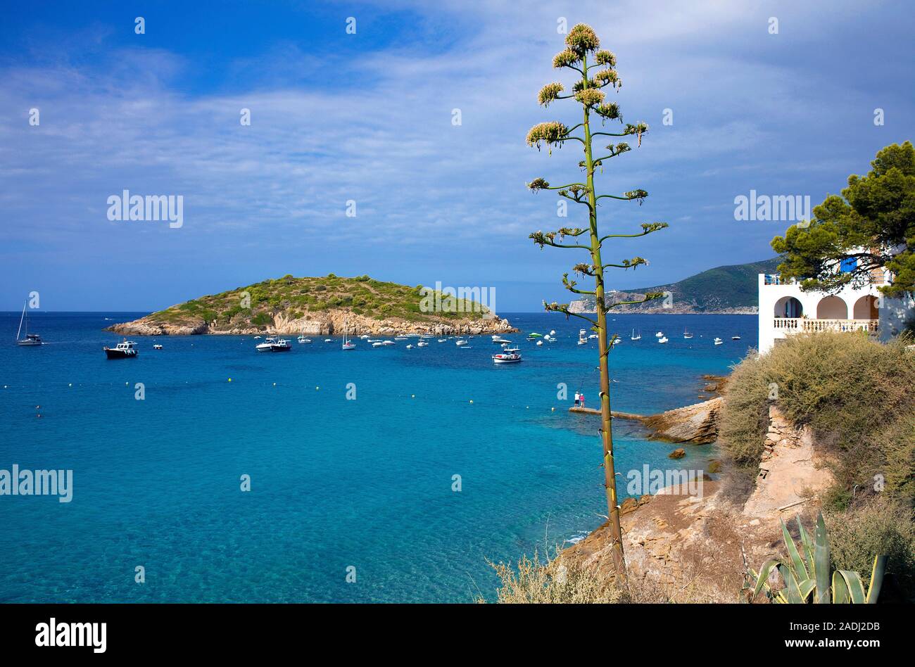 La minuscule île Pantaleu à San Telmo, de l'Agave, plante, sentry maidenhair, maguey aloe ou American aloe (Agave americana), Mallorca, Espagne Banque D'Images