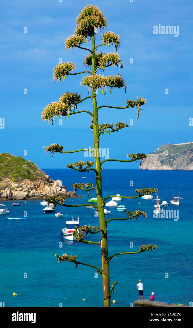 L'agave, plante, sentry maidenhair, maguey aloe ou American aloe (Agave americana), San Telmo, Majorque, îles Baléares, Espagne Banque D'Images