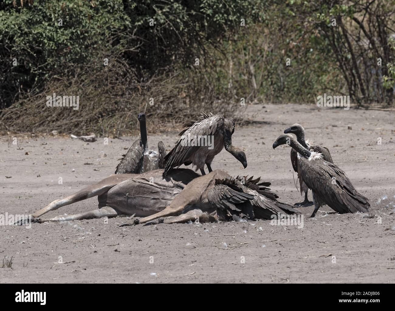 Les vautours à dos blanc manger la carcasse d'un grand koudou, Chobe National Park, Botswana Banque D'Images