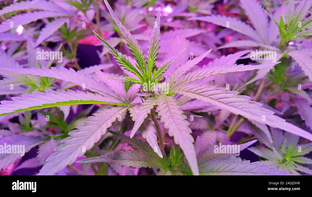 La croissance de la plante de cannabis dans un pot légalement dans un droit d'usine Banque D'Images