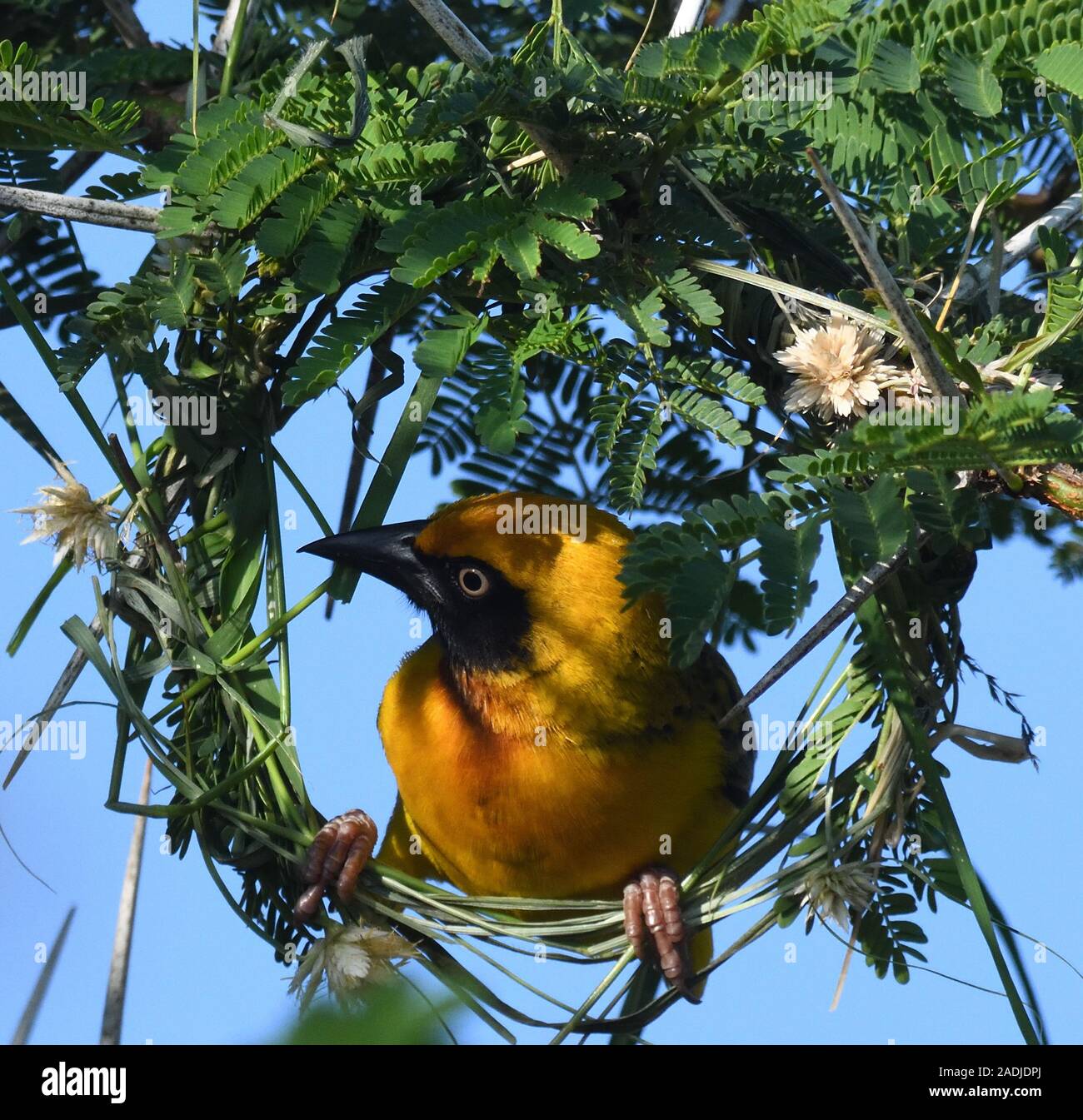 Un mâle de Speke (Pycnonotus Tricolor spekei) travaille sur son nid dans un arbre d'acacia épineux. Il a déjà terminé l'anneau initial de carex qui découle de Banque D'Images