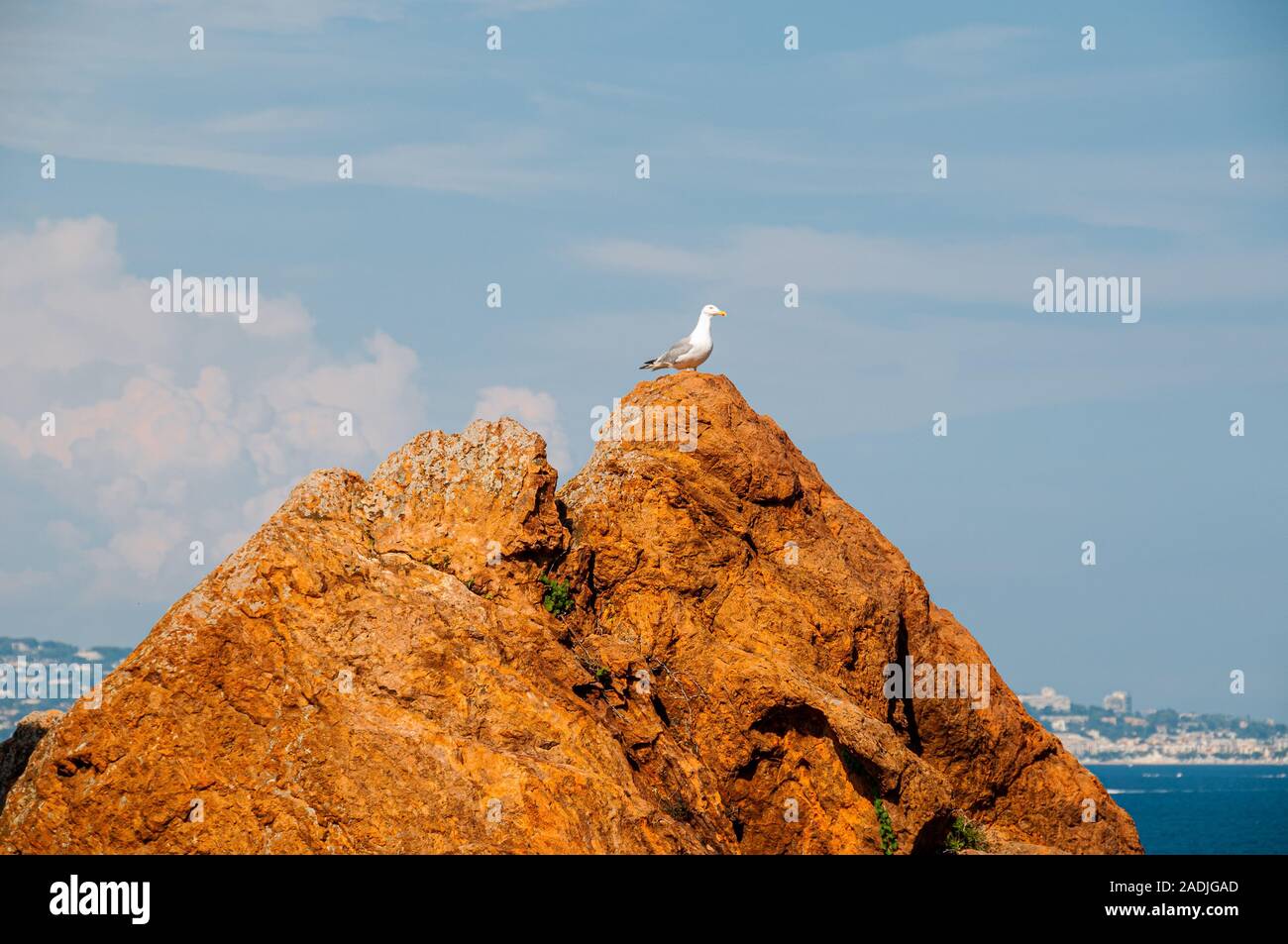 Seagull sur rochers rouges contre une masssiif ,sky bue de L'ESTEREL , Var Provence France. Banque D'Images