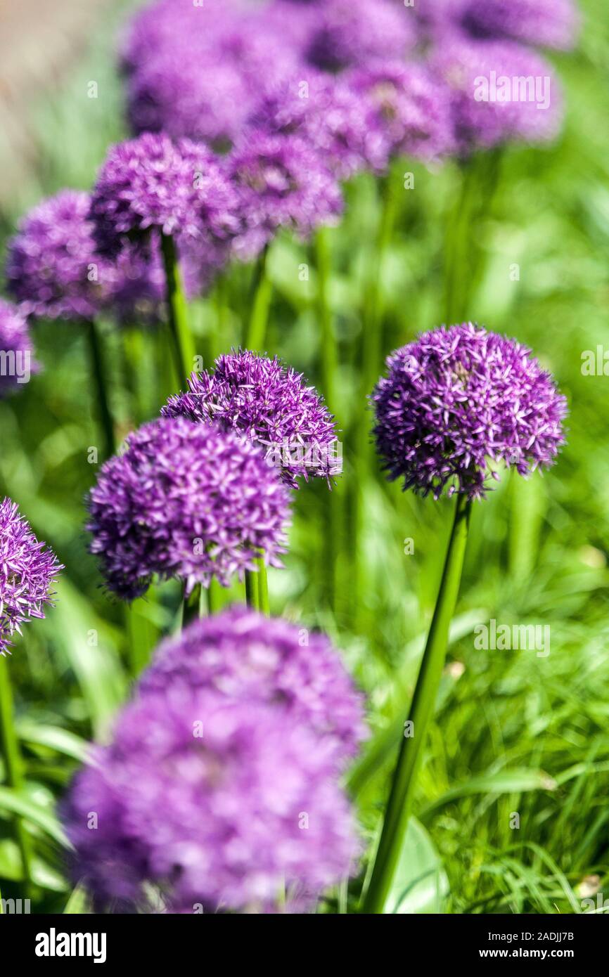 Giant Onion Allium giganteum 'Globemaster' Mauve fleurs allium jardin ornemental Banque D'Images