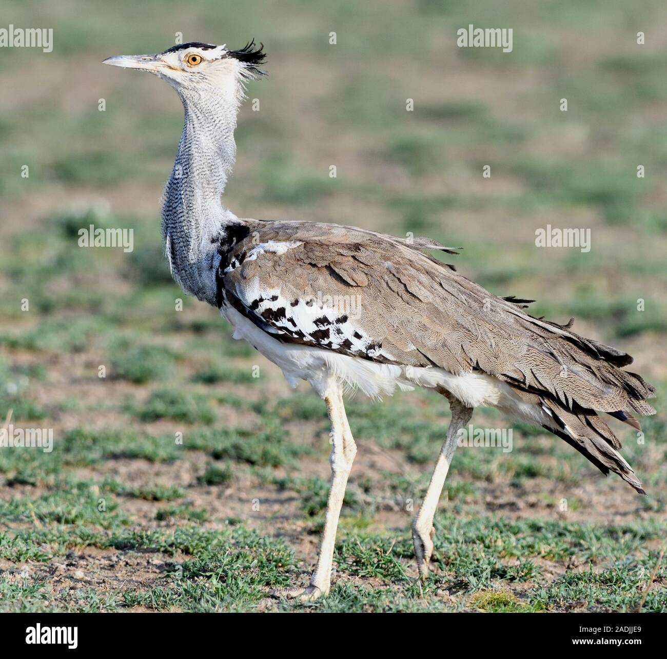 Une outarde Kori (Ardeotis kori). Sinya Wildlife Management Area, Tanzanie. Banque D'Images