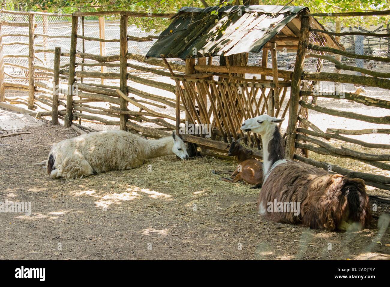 Les lamas se détendre dans l'ombre pendant la canicule de l'Europe. Banque D'Images