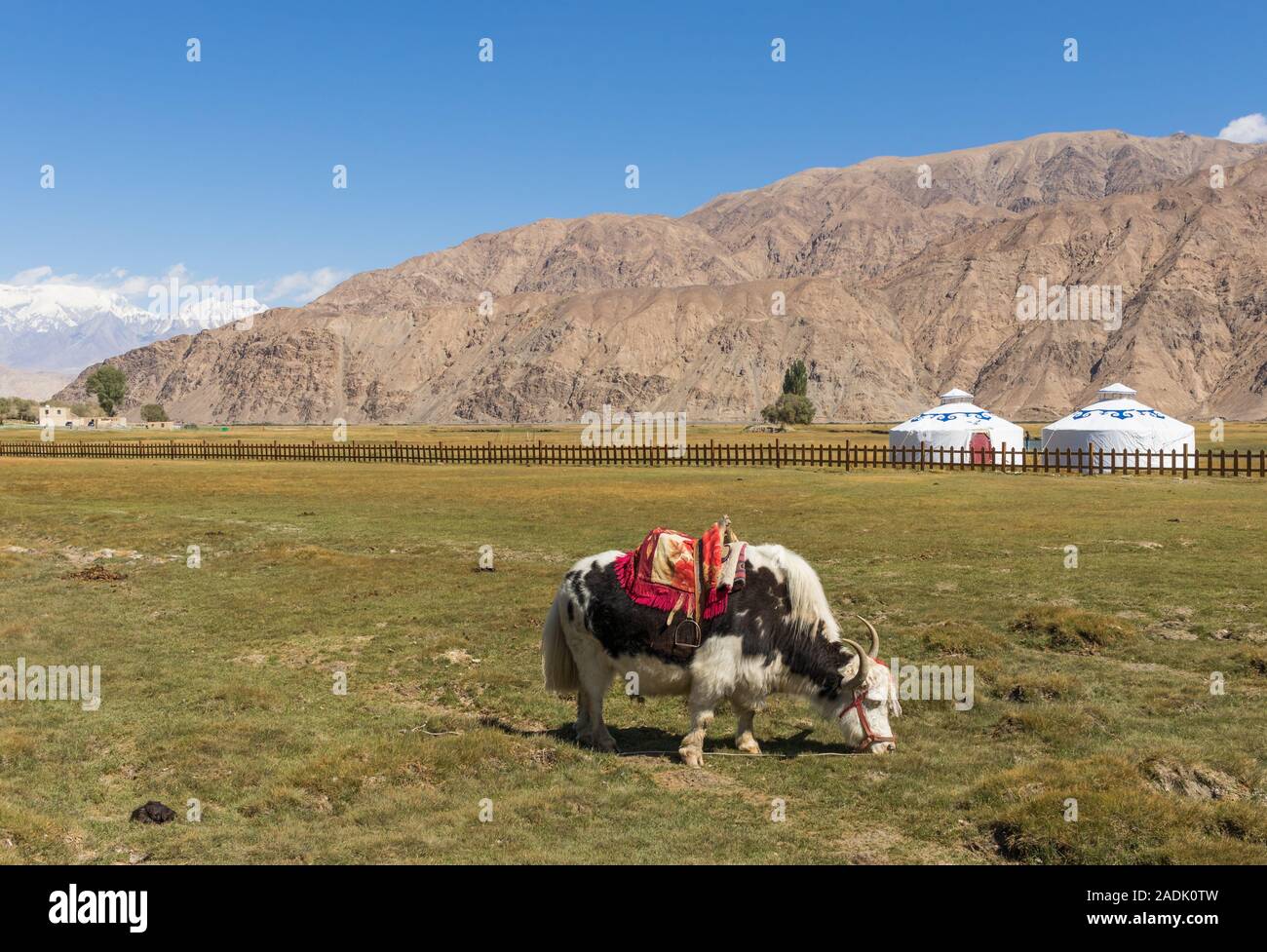 L'économie de Tashkurgan dépend encore beaucoup sur les produits d'origine animale, comme le lait, de la fourrure, de la viande. Ici sur la photo un Yak domestique Banque D'Images