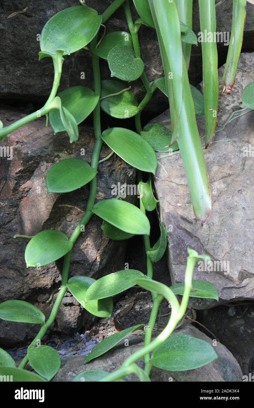 Télévision naturel orchidée vanille à feuilles de vigne et de feuilles de plantes, Vanille Bourbon, Madagascar, vanille Vanilla planifolia réel Banque D'Images