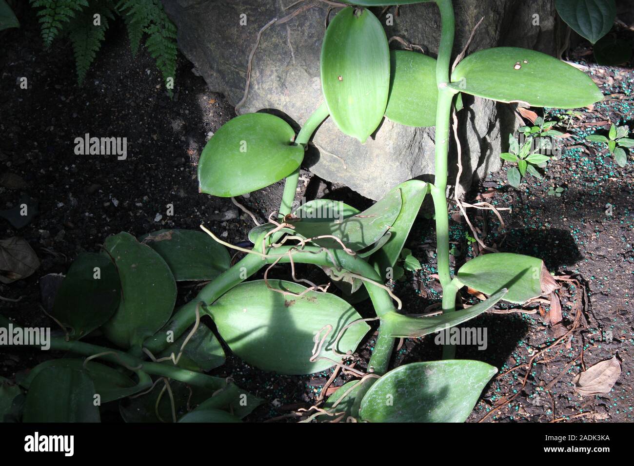 Télévision naturel orchidée vanille à feuilles de vigne et de feuilles de plantes, Vanille Bourbon, Madagascar, vanille Vanilla planifolia réel Banque D'Images