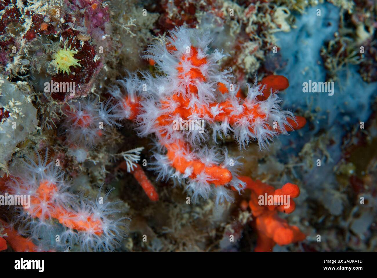 Le corail rouge, corallium rubrum Banque D'Images