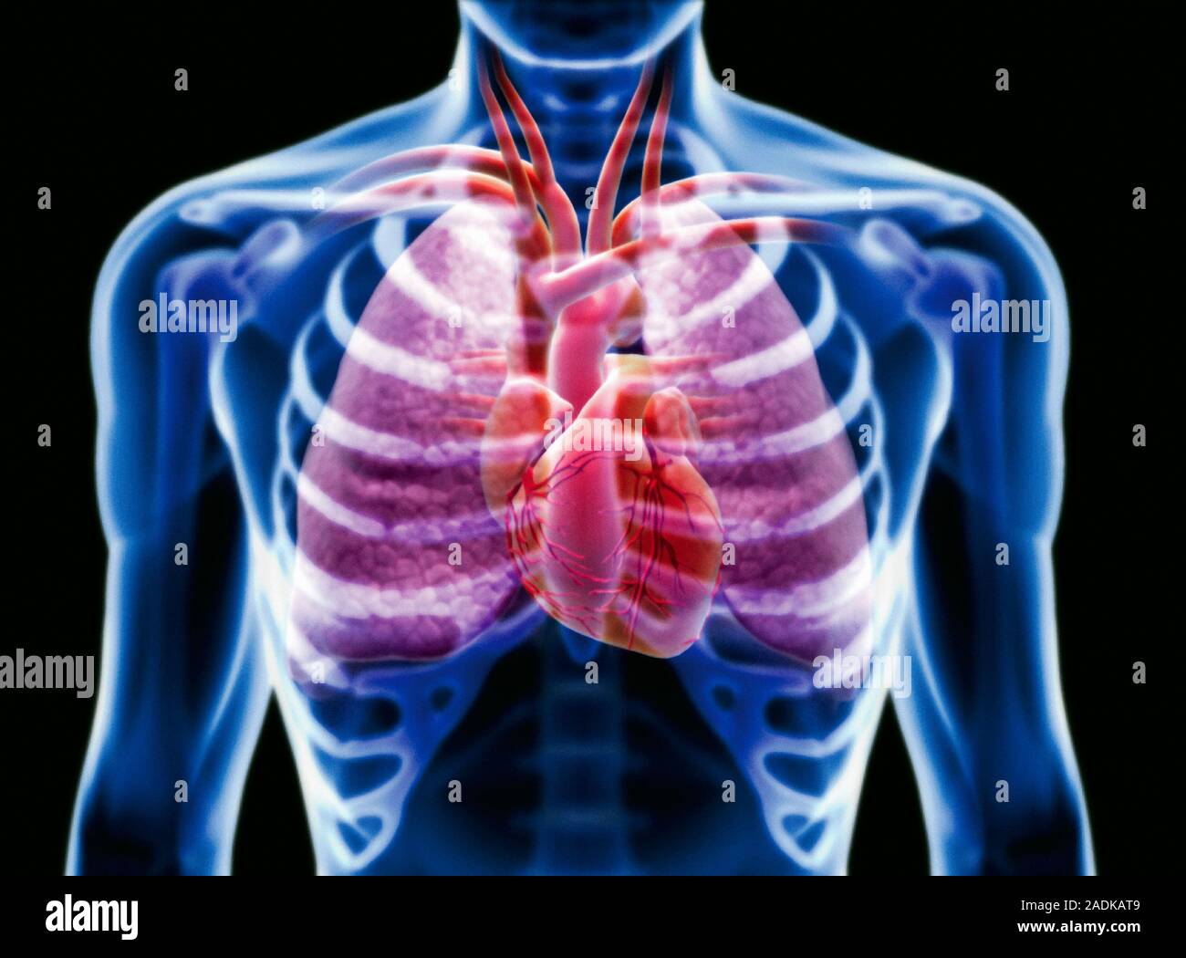 Le cœur et les poumons, de l'oeuvre de l'ordinateur. Le coeur (centre) est  un muscle qui pompe le sang dans le corps. Collecte de sang l'oxygène dans  les poumons (violet Photo Stock -