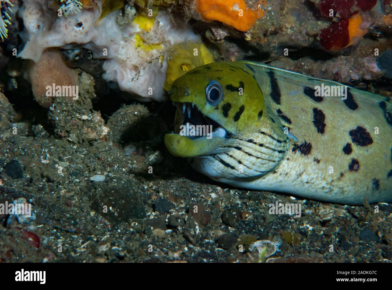 Gymnothorax fimbriatus murène liséré Banque D'Images