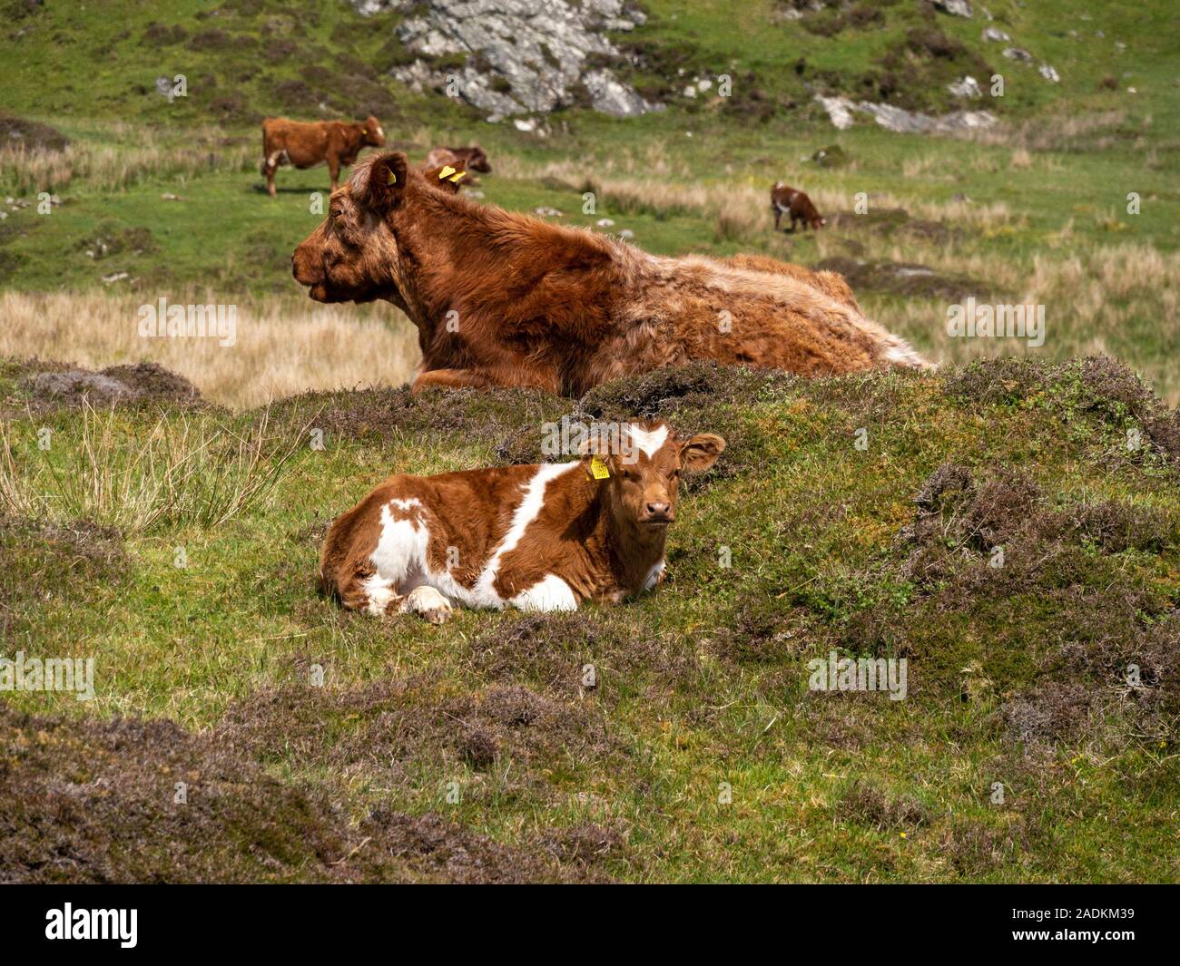 Vache adultes et jeune veau dans des pâturages, Kiloran, à l'île de Colonsay, Ecosse, Royaume-Uni Banque D'Images