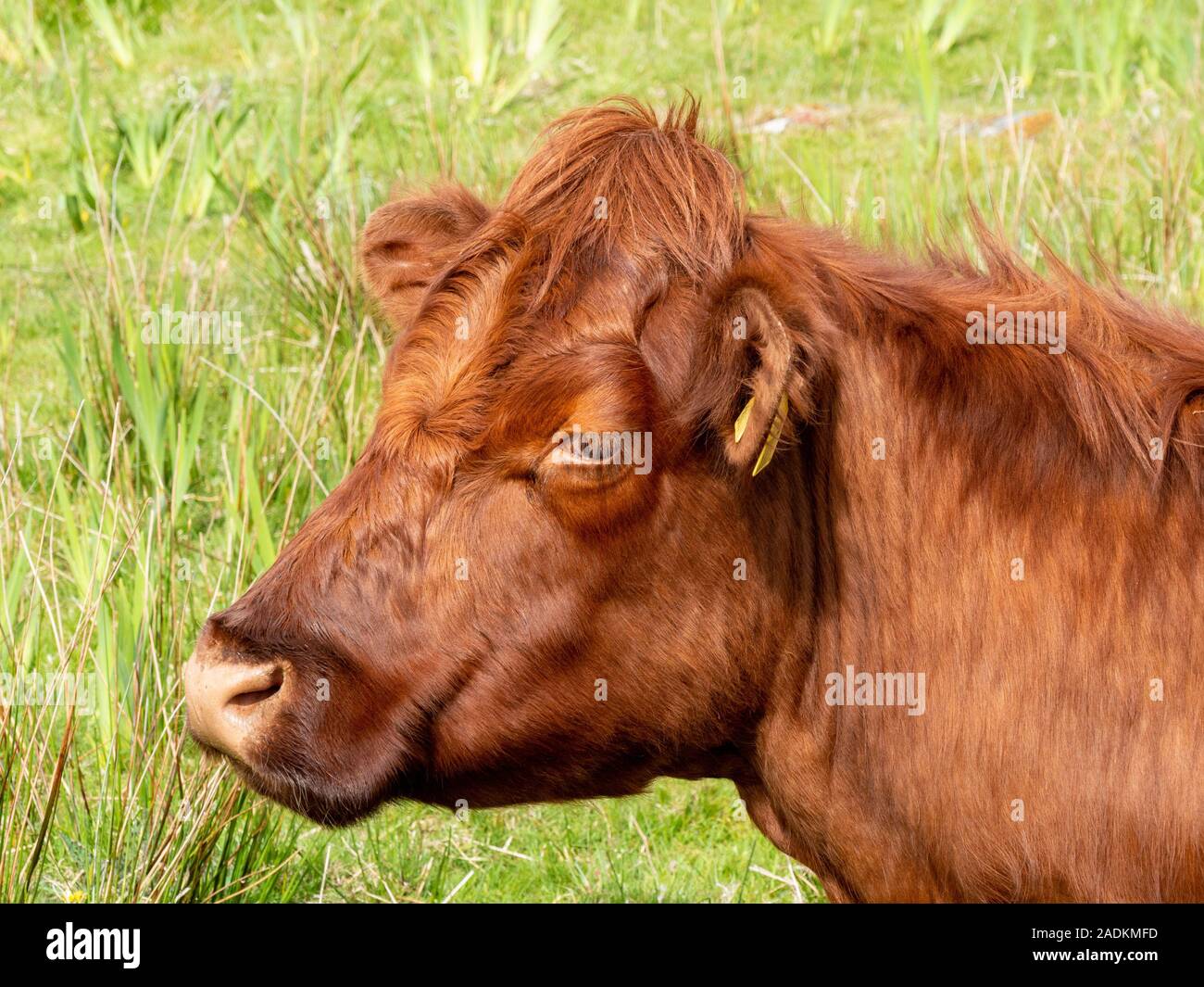 Tête de vache brune adulte grande taille en vert pâturage, à l'île de Colonsay, Ecosse, Royaume-Uni Banque D'Images