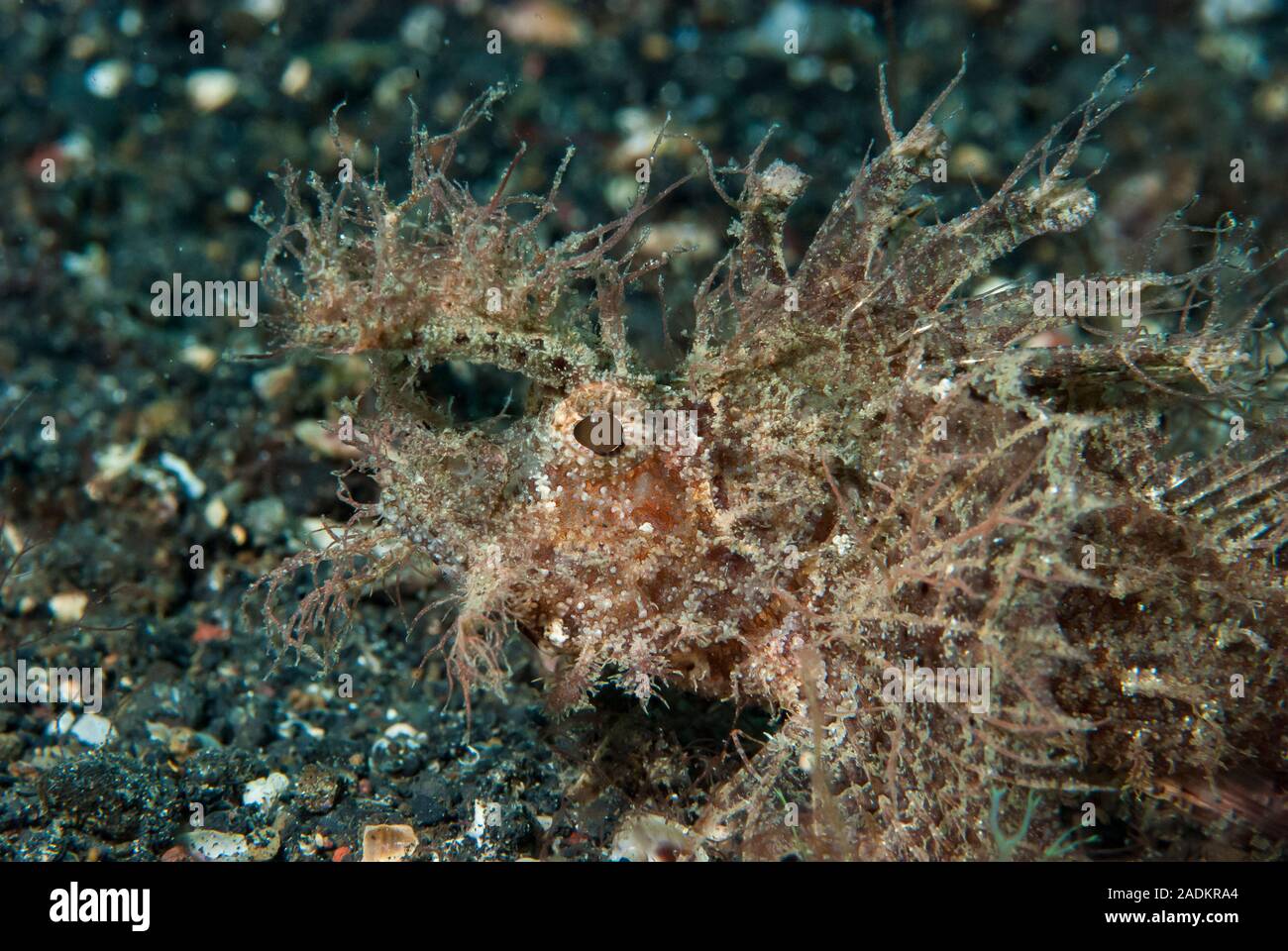 Ambon Scorpionfish Pteroidichthys amboinensis Banque D'Images