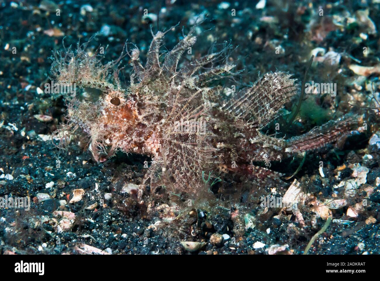 Ambon Scorpionfish Pteroidichthys amboinensis Banque D'Images