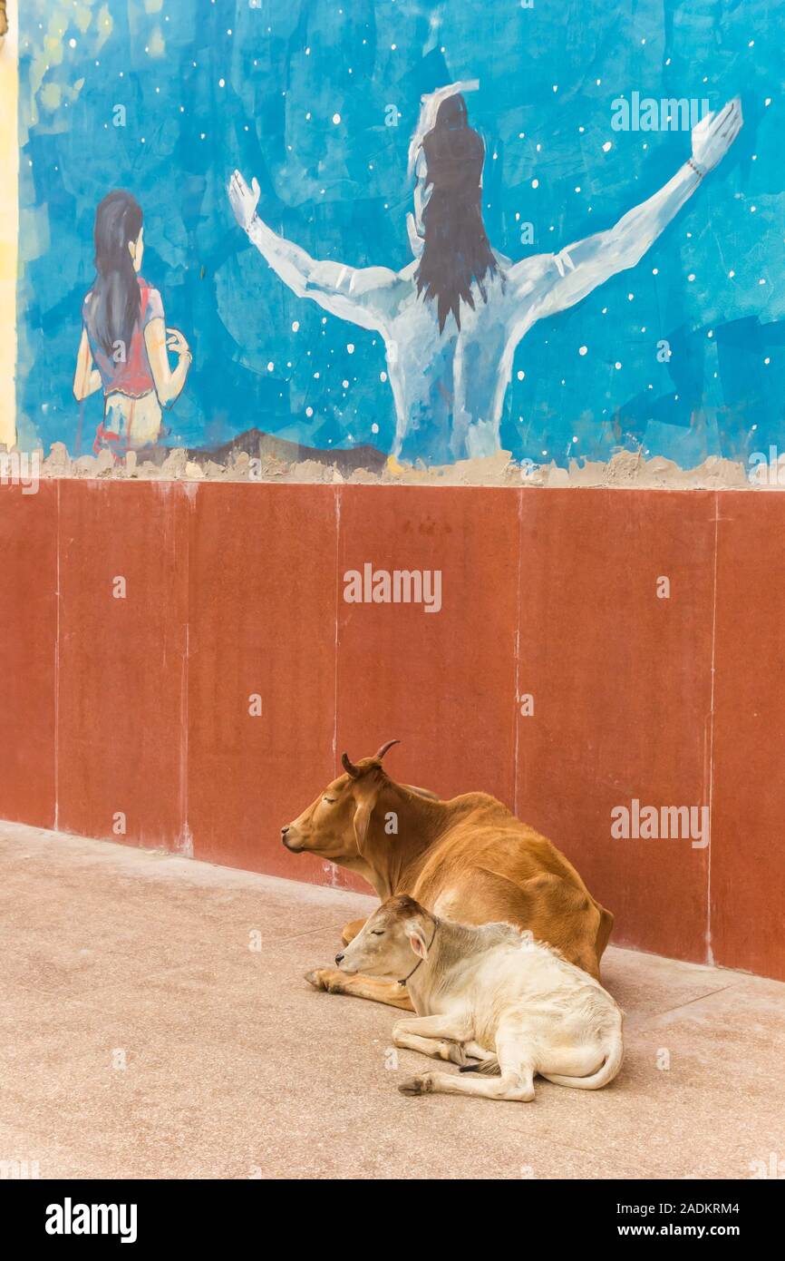 Les vaches indiennes se trouvant en face d'une fresque à Orchha, Inde Banque D'Images