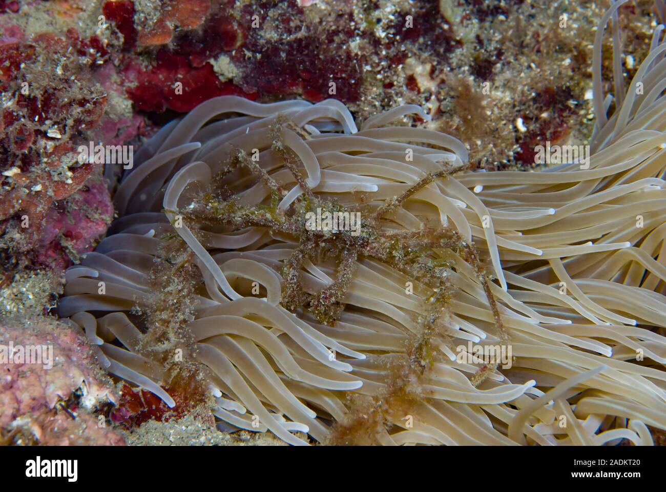 Araignée Inachus palangium,anémone verte Anemonia viridis Banque D'Images