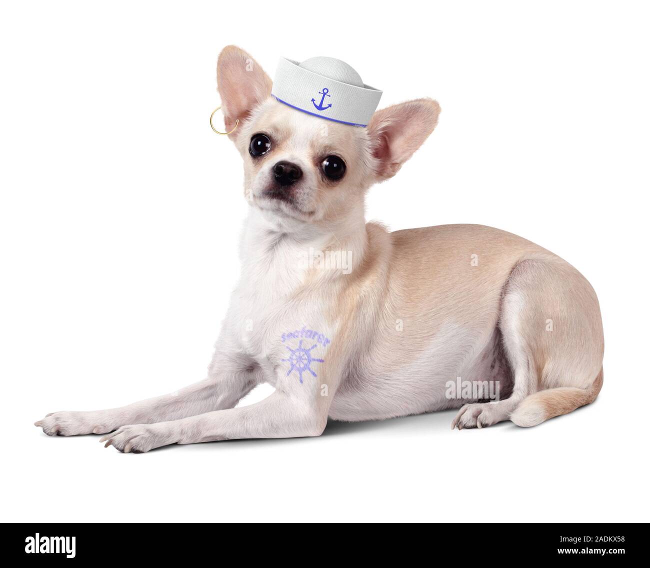 Funny animal marin, avec chien et mariner hat on white Banque D'Images