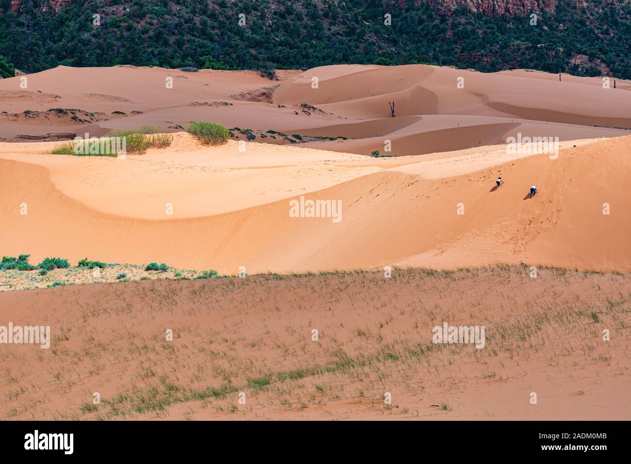 Les familles et les enfants jouent sur les dunes du parc national Coral Pink Sand Dunes près de Kanab, Utah Banque D'Images