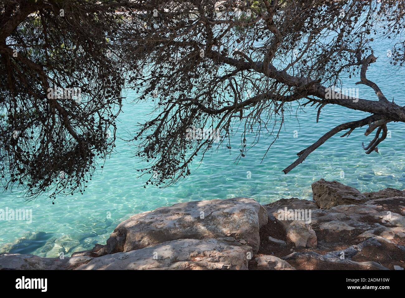 Pinus halepensis arbres en Îles Baléares Banque D'Images